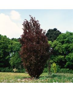 Fagus sylvatica 'Dawyck Purple'