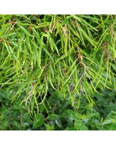 Fagus sylvatica 'Mercedes'