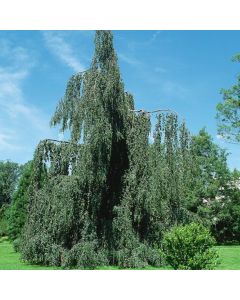 Fagus sylvatica 'Pendula'