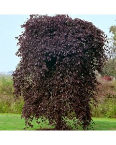 Fagus sylvatica 'Purpurea Pendula'