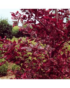 Fagus sylvatica 'Purpurea Tricolor'