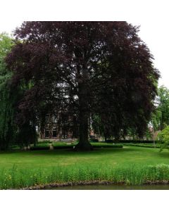 Fagus sylvatica 'Riversii'