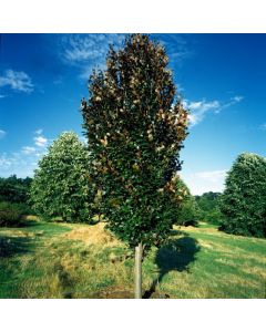 Fagus sylvatica 'Rohan Obelisk'