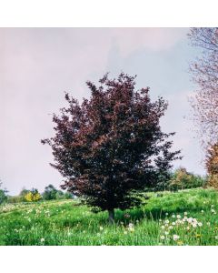 Fagus sylvatica 'Rohanii'