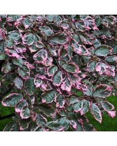 Fagus sylvatica 'Tricolor'