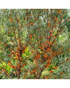 Hippophae rhamnoides