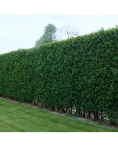 Ligustrum ovalifolium