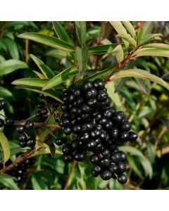 Ligustrum vulgare