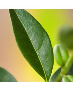 Ligustrum vulgare 'Atrovirens'