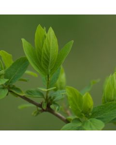Lonicera xylosteum
