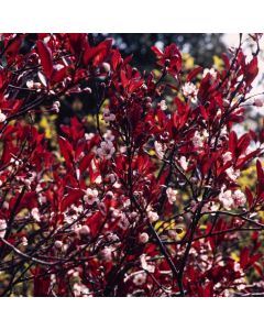 Prunus nigra