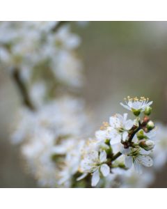 Prunus spinosa