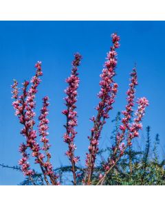 Prunus tenella 'Fire Hill'