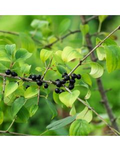 Rhamnus cathartica