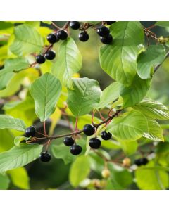 Frangula alnus