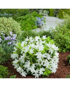 Rhododendron (AJ) 'Adonis'