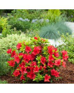Rhododendron (AJ) 'Ageeth'