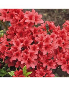 Rhododendron (AJ) 'Aladdin'