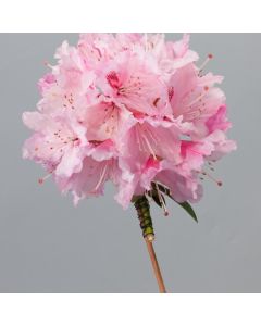 Rhododendron 'Albert Schweitzer'
