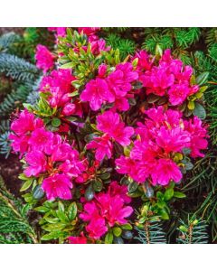 Rhododendron (AJ) 'Amoenum'
