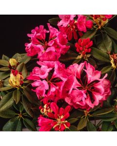 Rhododendron 'Anna Rose Whitney'