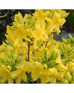 Rhododendron (AK) 'Anneke'