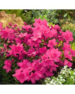 Rhododendron (AJ) 'Arabesk'