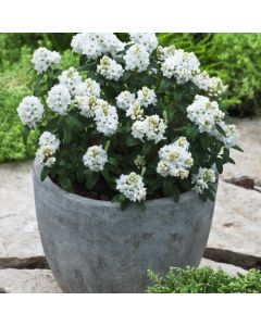 Rhododendron 'Arctic Tern'