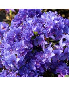 Rhododendron 'Azurika'