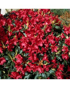 Rhododendron (F) 'Baden-Baden'
