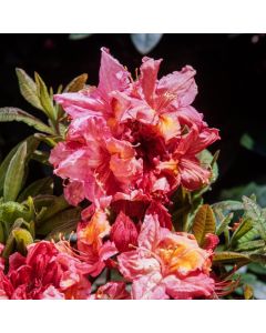 Rhododendron (AK) 'Berryrose'