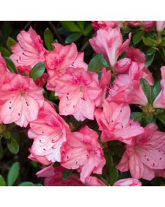 Rhododendron (AJ) 'Blaauw's Pink'