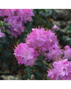 Rhododendron 'Blue Diamond'