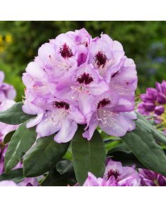 Rhododendron 'Blue Jay'