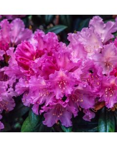 Rhododendron (Y) 'Caroline Allbrook'
