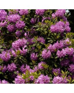 Rhododendron 'Catawbiense Boursault'