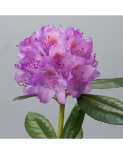 Rhododendron 'Catawbiense Grandiflorum'