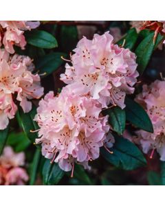 Rhododendron (C) 'Christmas Cheer'