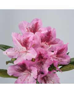Rhododendron 'Cosmopolitan'