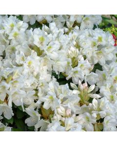 Rhododendron 'Cunningham's White'