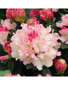 Rhododendron (Y) 'Dreamland'