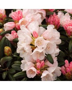 Rhododendron (Y) 'Edelweiss'