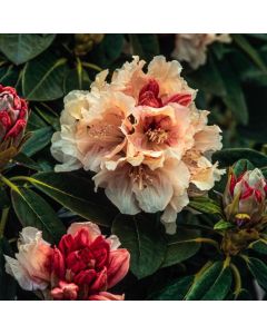 Rhododendron 'Elsie Straver'