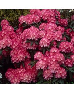 Rhododendron (Y) 'Fantastica'