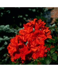 Rhododendron (AK) 'Feuerwerk'