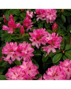 Rhododendron 'Furnivall's Daughter'