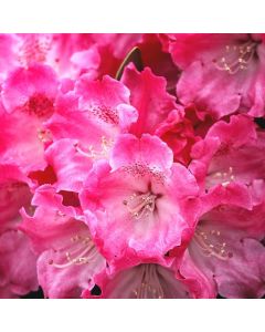 Rhododendron 'Germania'