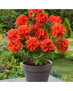 Rhododendron (AK) 'Gibraltar'