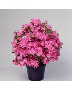 Rhododendron (AJ) 'Gilbert Mullie'