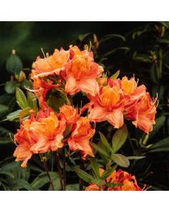 Rhododendron (AK) 'Glowing Embers'